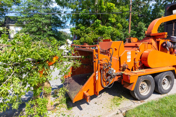 Best Tree Root Removal  in Ponderay, ID